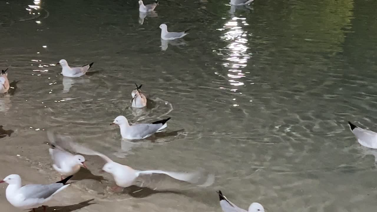 큰 무리의 도시 은색 갈매기, chroicocephalus novaehollandiae가 모래 해변 해안을 향해 졸졸 흐르는 물에서 헤엄치고, 밤에 사우스 브리즈번 시내에서 음식을 찾고 청소합니다.