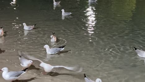 Large-flock-of-urban-silver-gulls,-chroicocephalus-novaehollandiae-swimming-on-rippling-water-toward-the-sandy-beach-shore,-foraging-and-scavenging-for-food-at-downtown-south-Brisbane-city-at-night