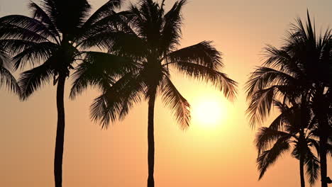 ángulo bajo de la puesta de sol dorada a través de la silueta de las ramas de las palmeras