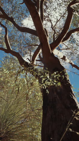 looking up at a tall eucalyptus tree