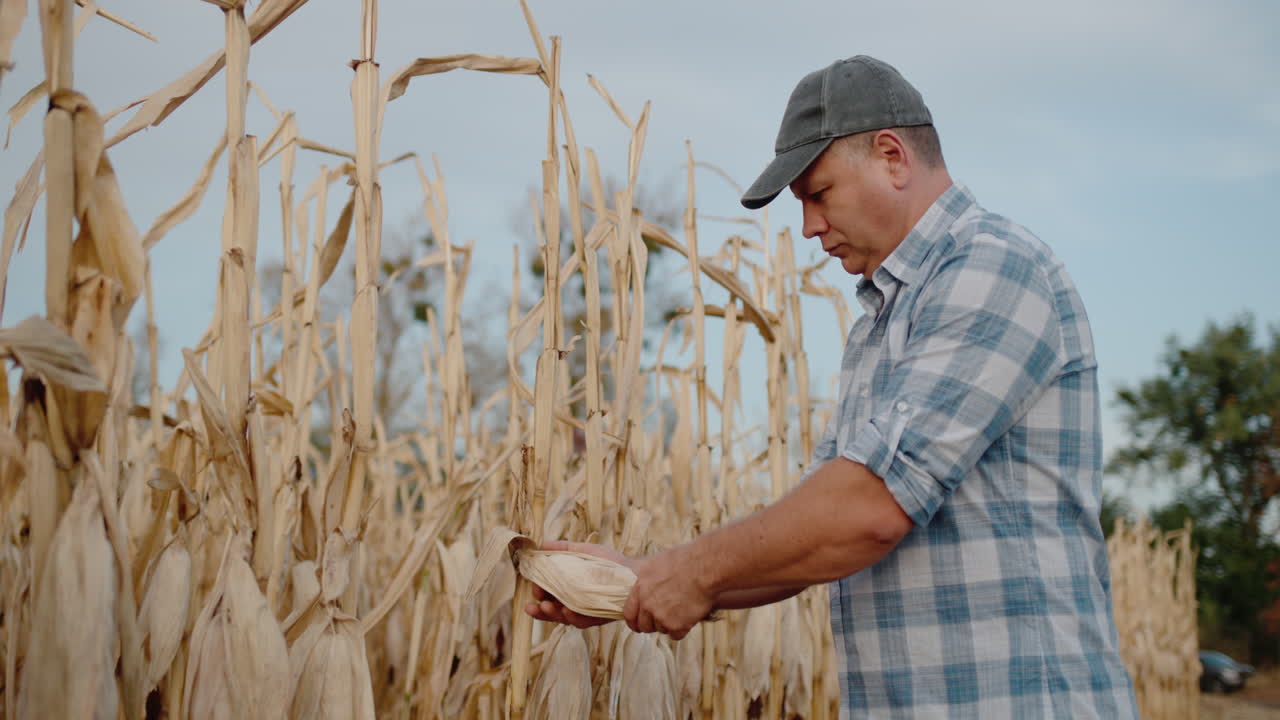 granjero de mediana edad estudia mazorcas de maíz en el campo
