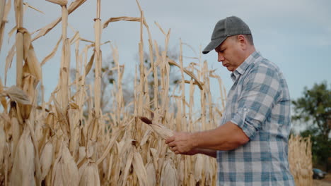Middle-aged-farmer-studies-corn-cobs-in-field