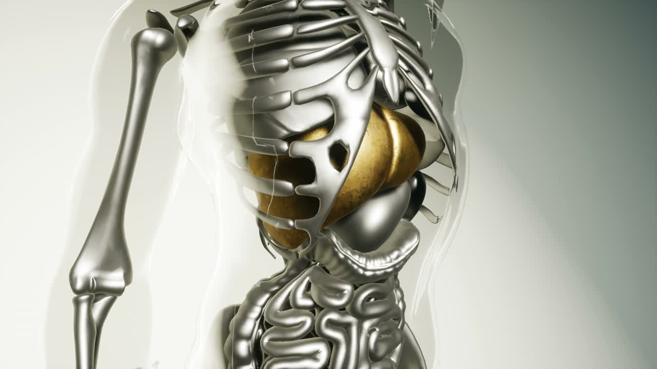 modelo de hígado humano con todos los órganos y huesos