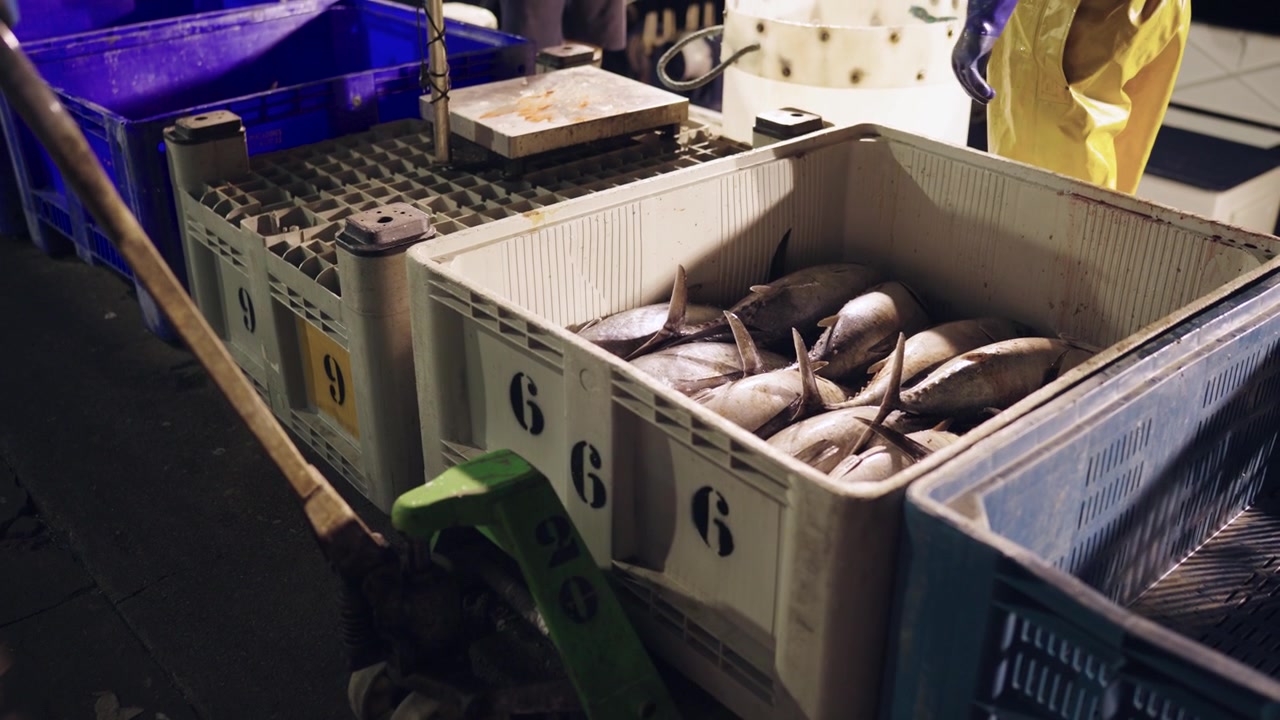 Fresh Tuna Fish in Plastic Crates at Wholesale Fish Market