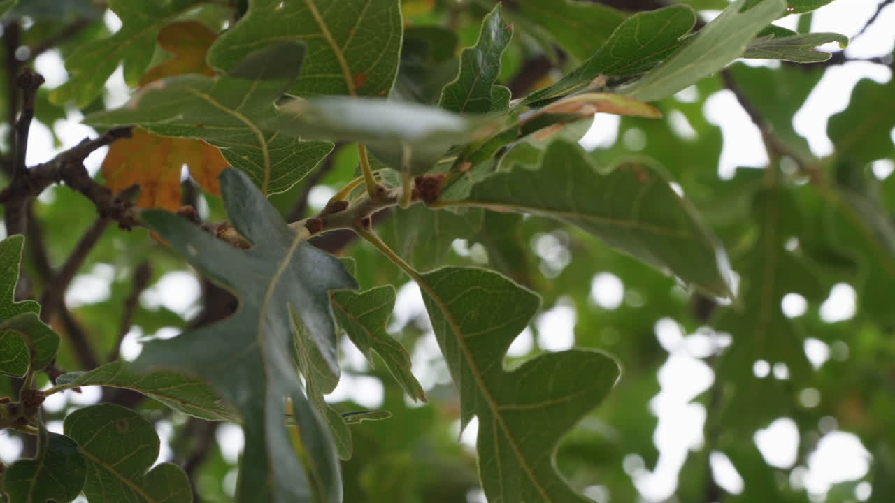 Looking up at green leaves in a forest.