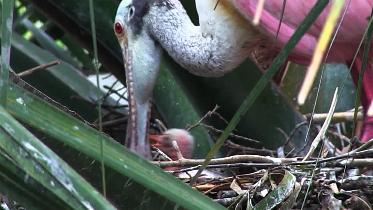 una espátula rosada tiende a los polluelos en un nido 1