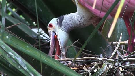 a roseate spoonbill tends to chicks in a nest 1