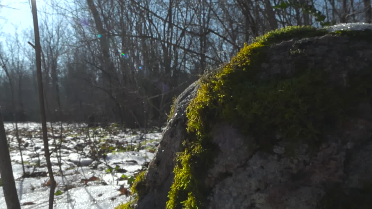 Close up low angle footage of a green and brown moss covered large rock in front of winter nature landscape that has white snow covering it during a sunny day. Beautiful sun rays, lens flare visible.