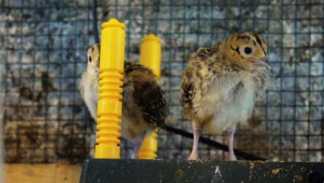 Poultry-in-cages-looking-at-the-camera