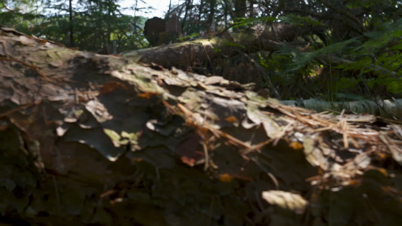 pan a través de la corteza de un pino caído en el bosque