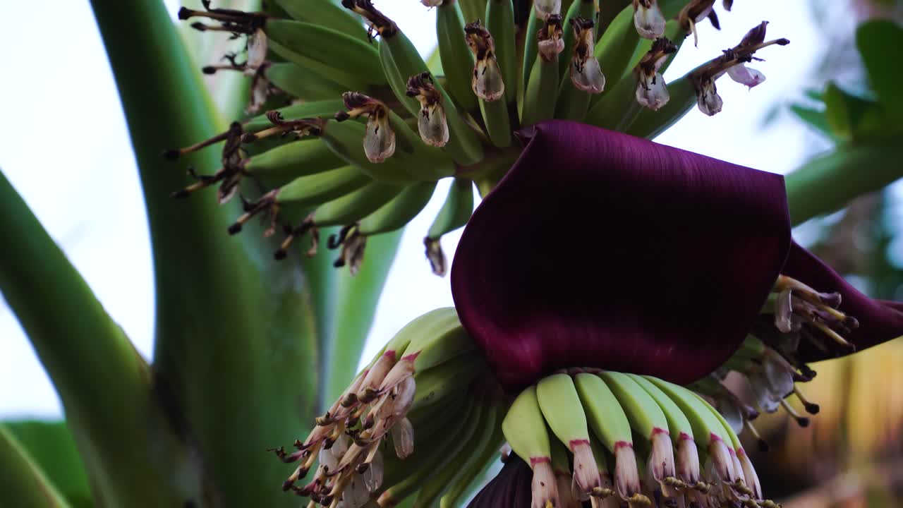 tallo de plátano con flores exóticas moradas y pequeños frutos verdes de cerca