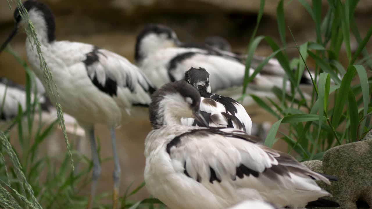 стая птиц-сорок, отдыхающих среди растительности мелководного пруда