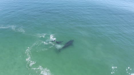 Ballena-Franca-Austral-Aérea-Y-Su-Cría-Vadeando-En-Aguas-Poco-Profundas,-Amplia-Para-Cerrar