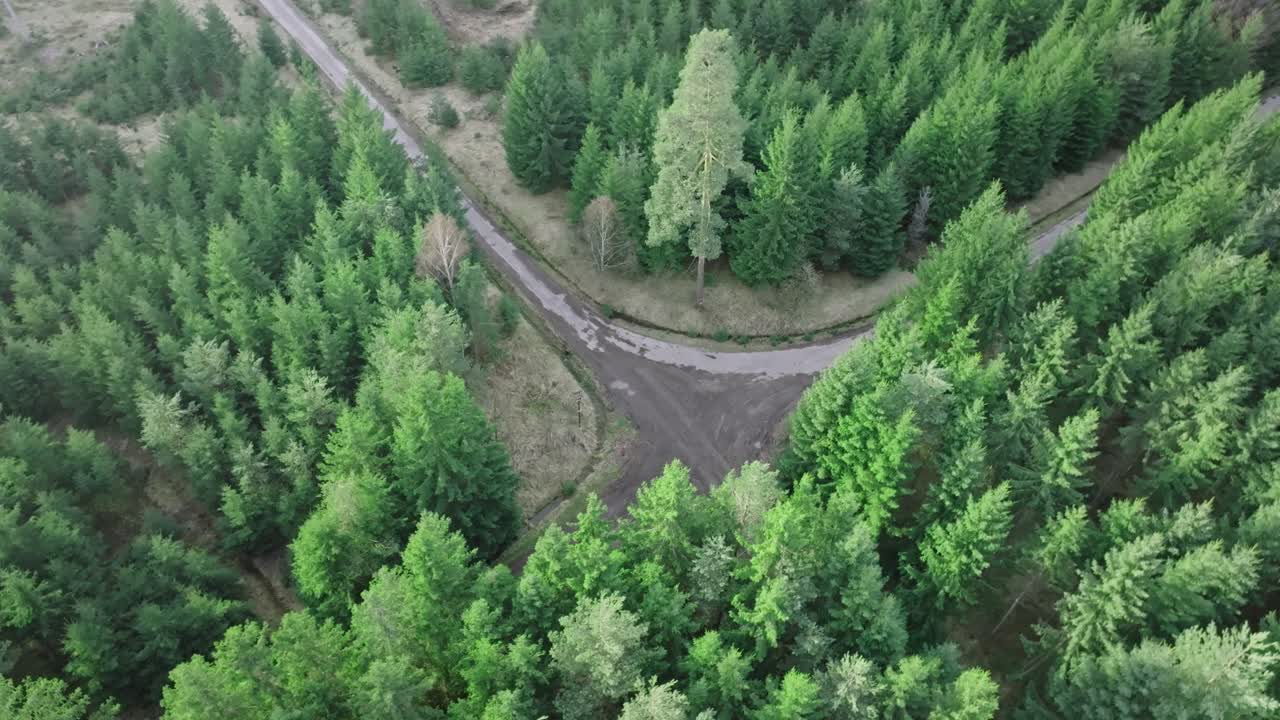 cruce de dos caminos que forman una cruz en un bosque de coníferas verdes