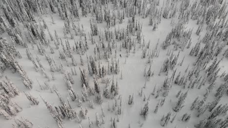 Drone-top-view-of-a-snowmobile-riding-through-a-snowed-and-leafy-coniferous-forest-in-Canada