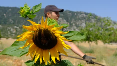 viento de girasol que se balancea