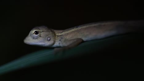 El-Lagarto-De-Jardín-Oriental-También-Se-Llama-Lagarto-De-Jardín-Oriental,-Chupasangre-Y-Lagarto-Cambiable