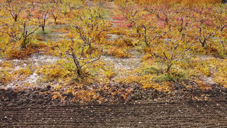 Panning-left-aerial-overview-of-Roses-and-trees-cultivation-on-a-large-field-between-road-and-railway