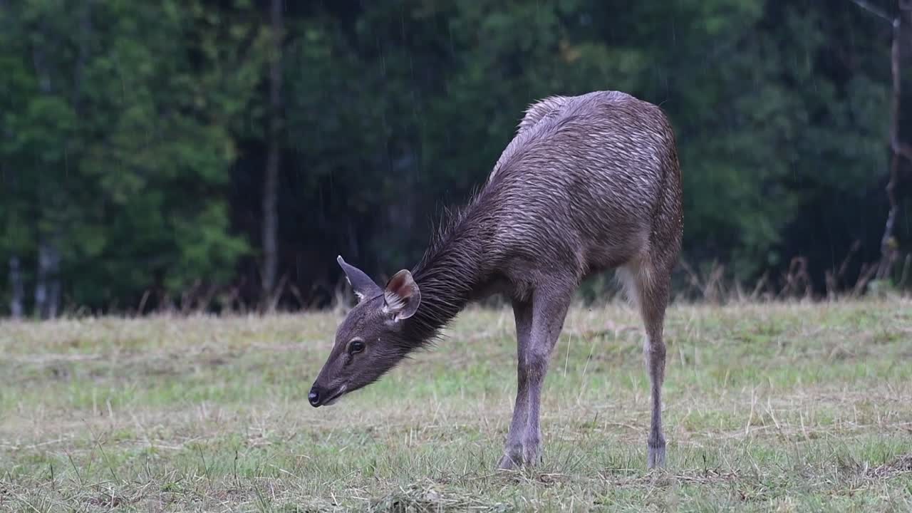 el ciervo sambar es una especie vulnerable debido a la pérdida de hábitat y la caza