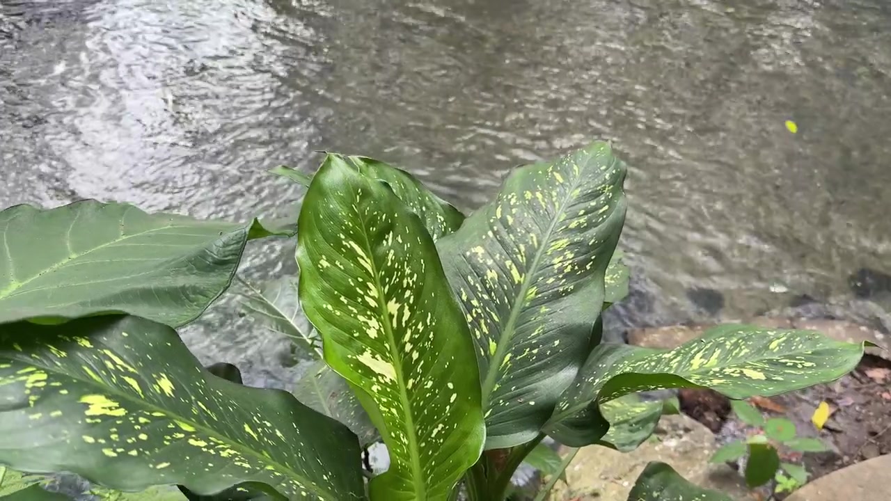 Fogliame verde vibrante accanto a un ruscello che scorre calmo