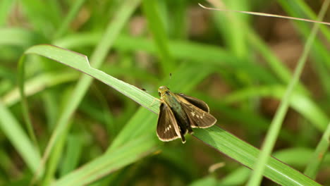 Borbo-Cinnara,-O-Mariposa-Veloz-Del-Arroz,-Sobre-Una-Brizna-De-Hierba,-Se-Va-Volando