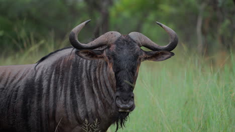 wildebeest portrait