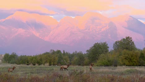 Elk-In-Grassland-by-Mountains