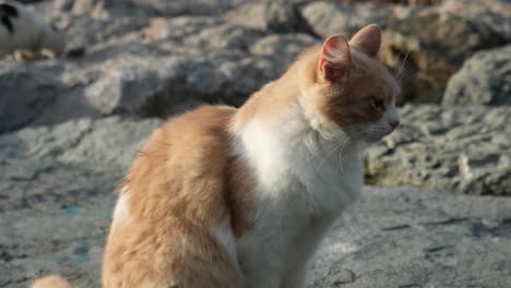 A-super-cute-ginger-and-white-cat-is-sitting-on-a-rock-and-a-tuxedo-cat-is-drinking-water-at-the-background