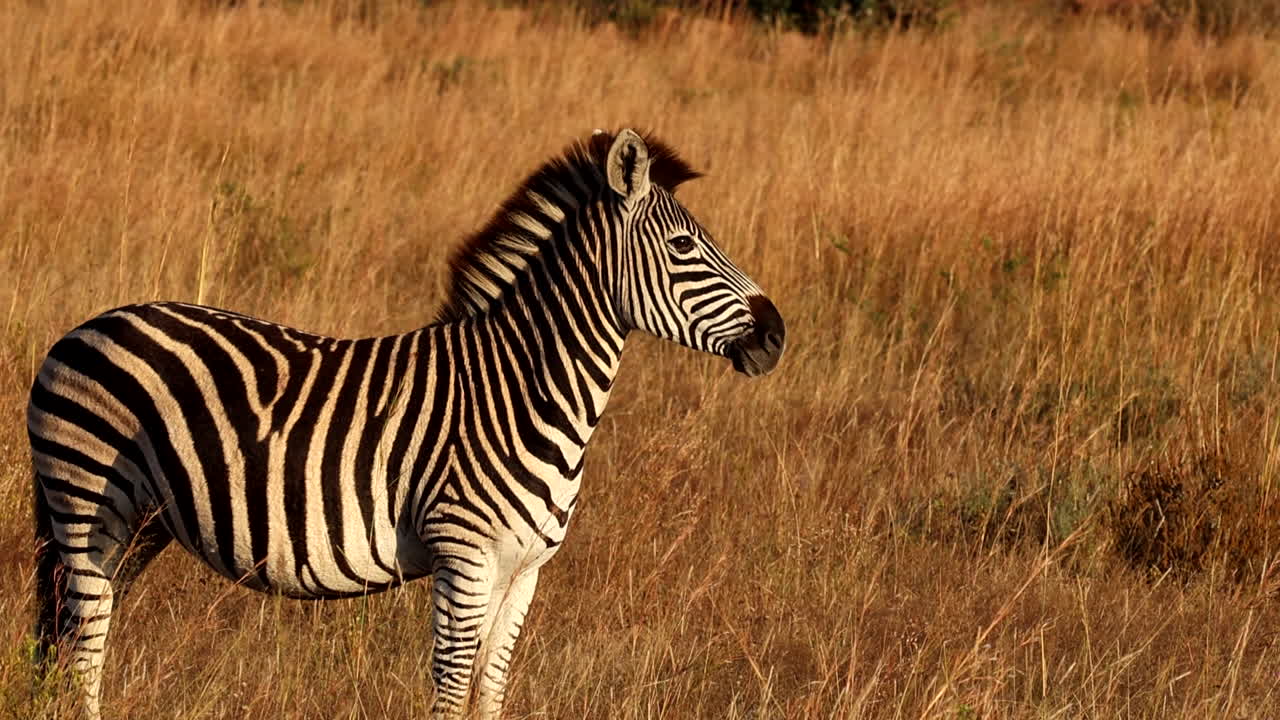 Zebra stallion stands guard of herd in dry grass field, zoom out profile view