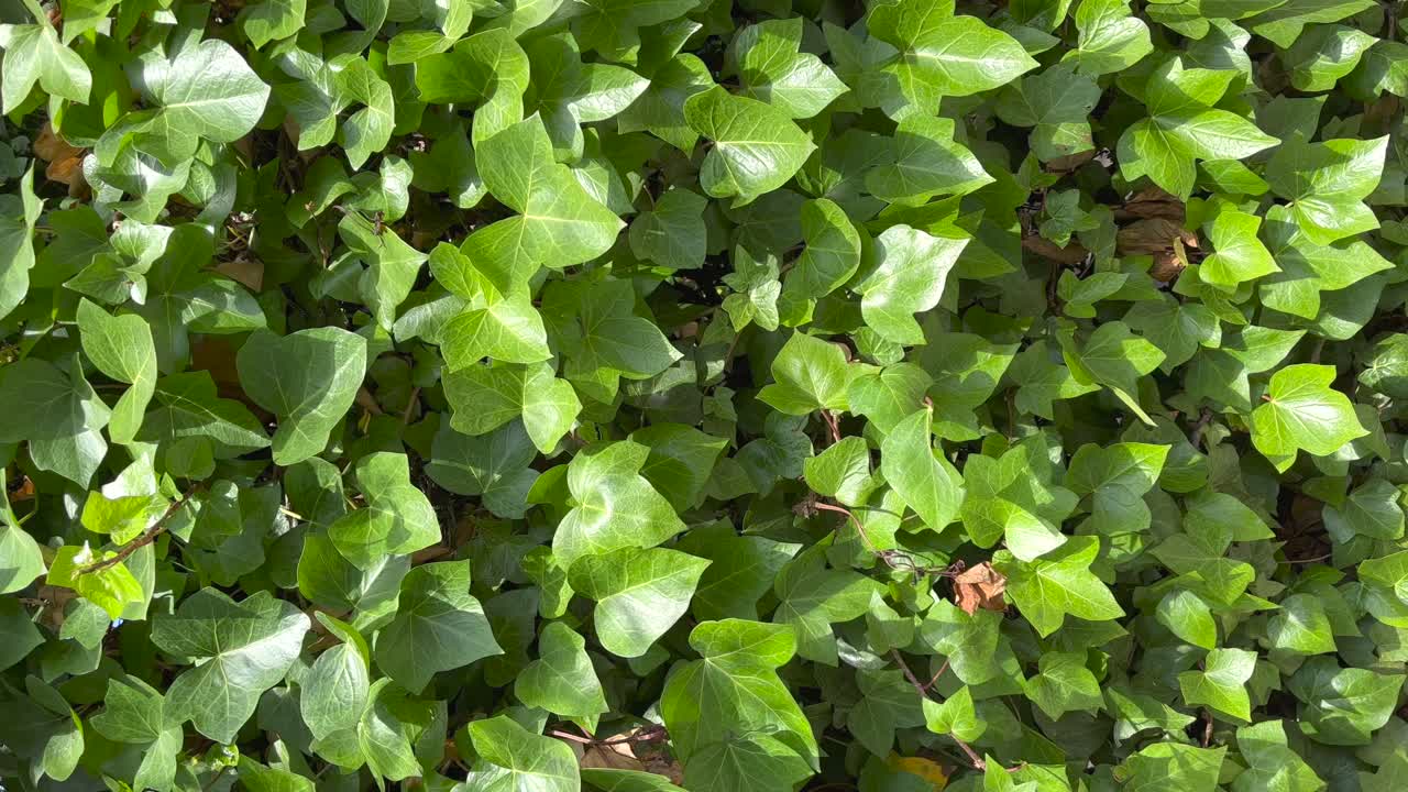 녹색 포도나무 로 완전히  ⁇ 여 있는 벽 의 수직적 인 전망