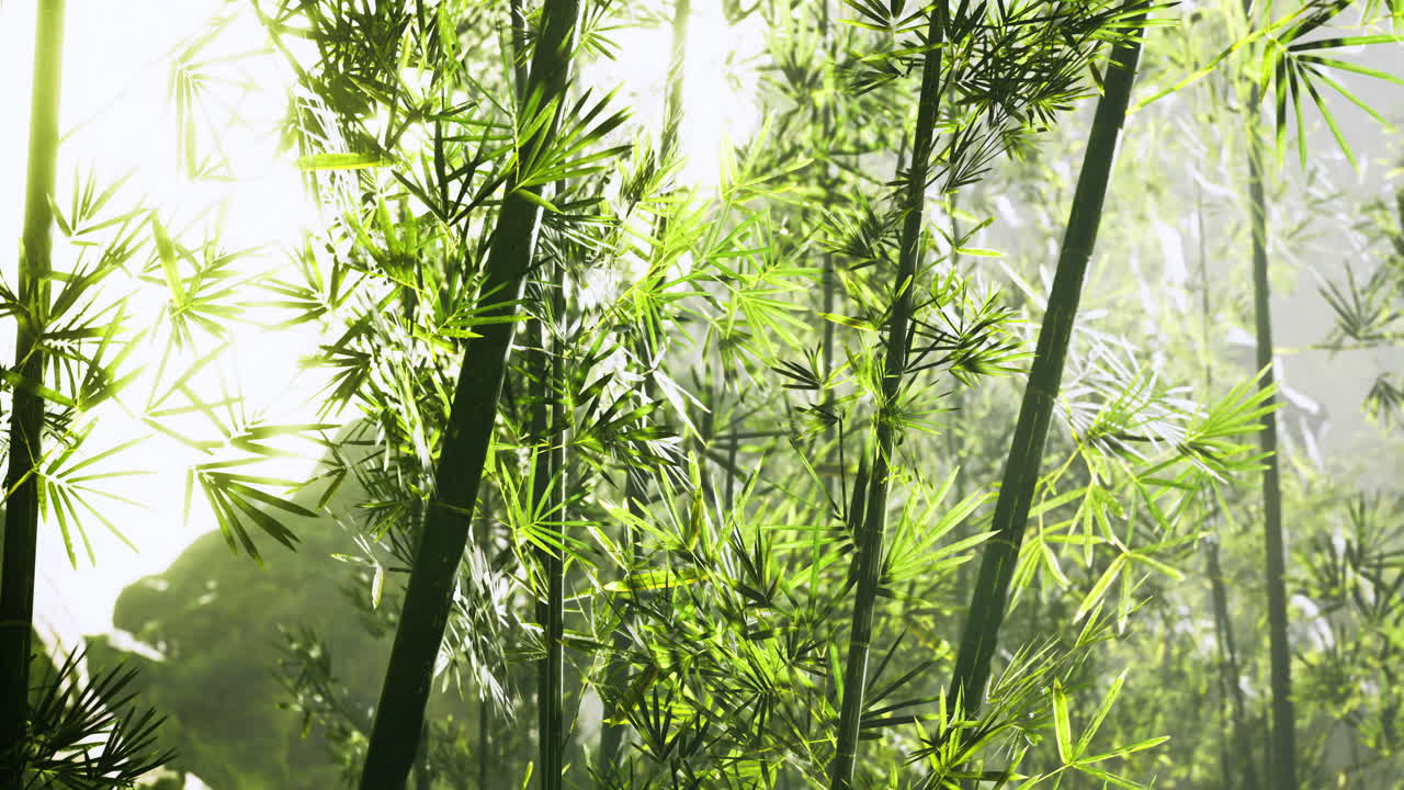 Lush green bamboo forest bathed in gentle sunlight on a tranquil day