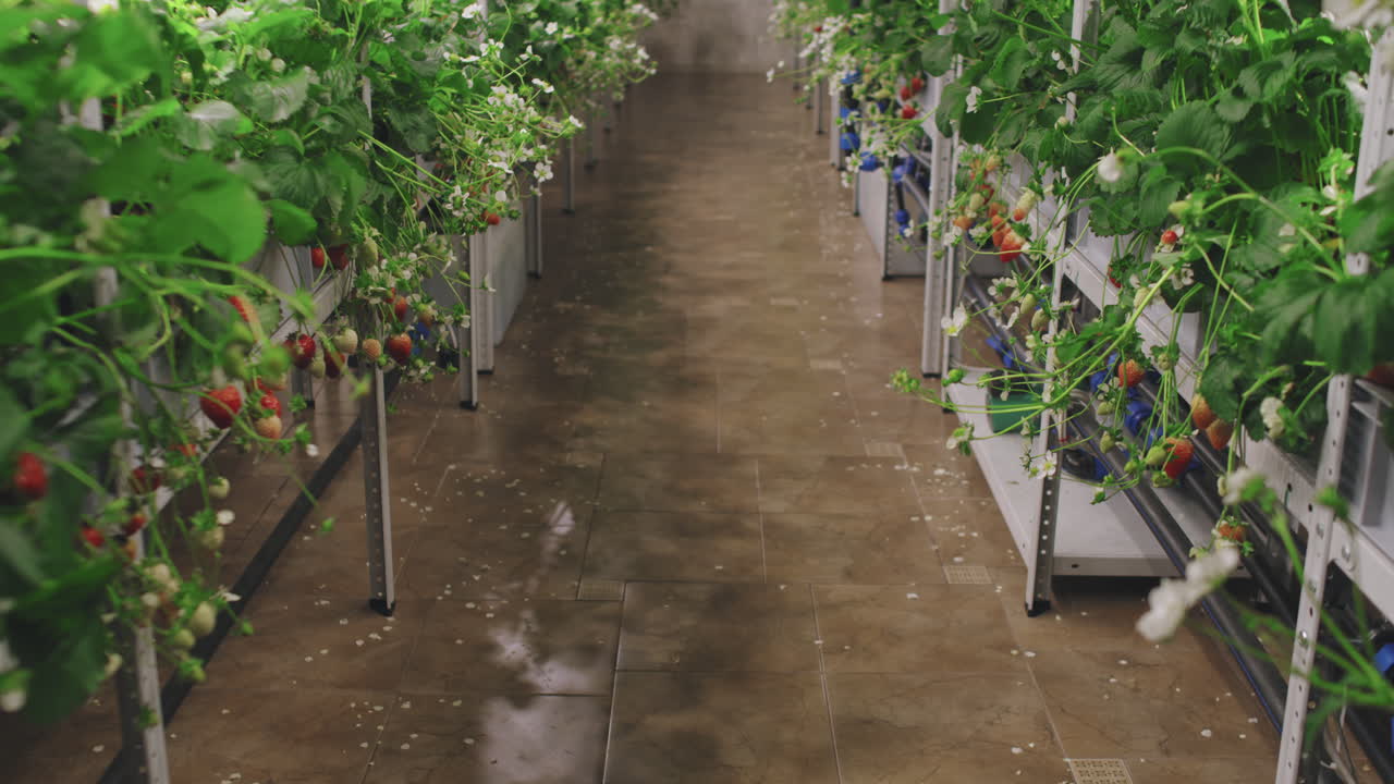 Hydroponic Strawberry Farm: Vertical Farming Innovation