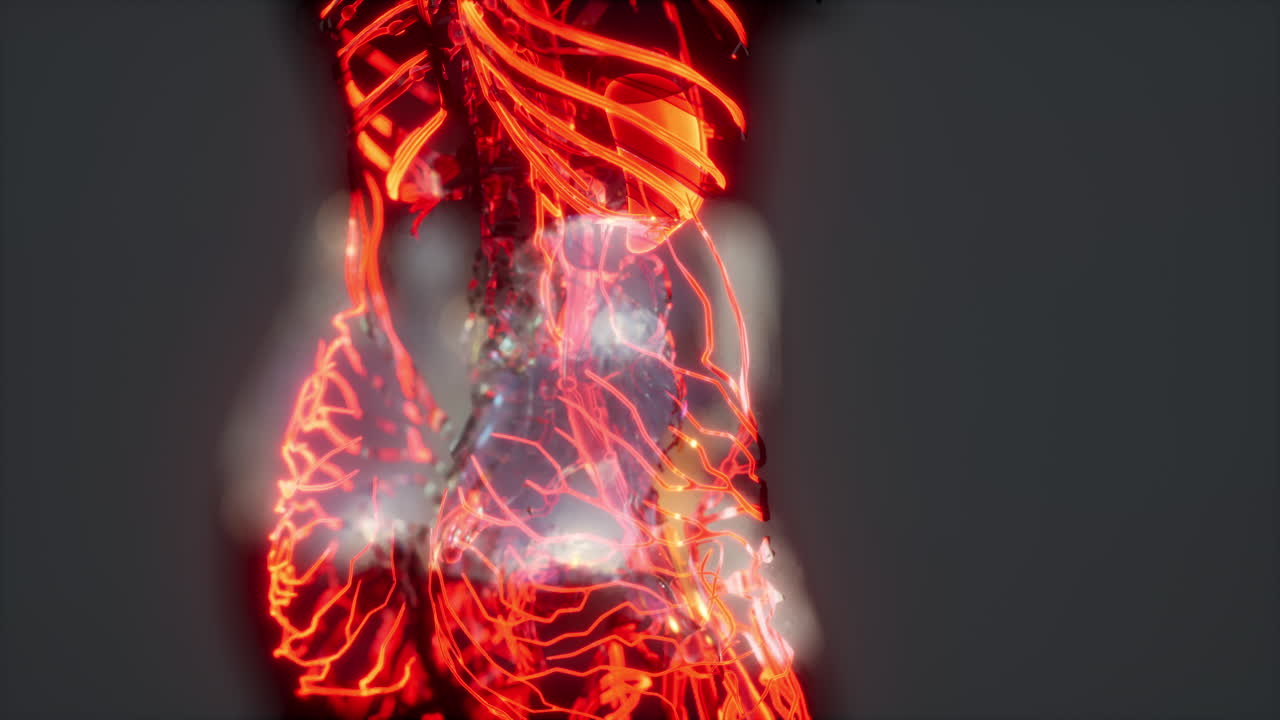 los glóbulos rojos fluyen dentro de los vasos