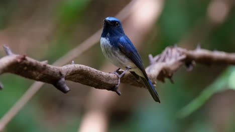 mirando por encima del hombro hacia la derecha mientras mira hacia la izquierda mientras la cámara se desliza y se aleja, hainan blue flycatcher cyornis hainanus, tailandia