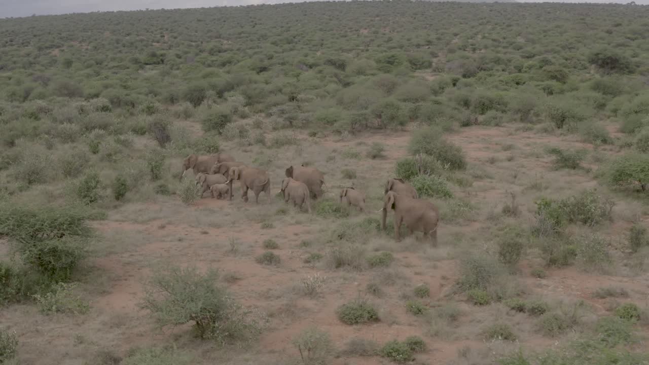 Elephant herd moving in the bushland savannah, Kenya