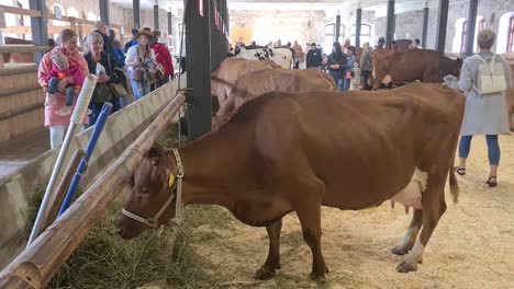 brown cows at an agricultural show