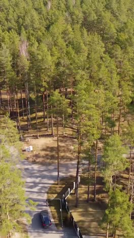 vertical drone shot of pine forest in pārdaugava area, a narrow road curves gently through the sunlit trees, with soft shadows cast on the ground, evoking the calm of nature just beyond the city.