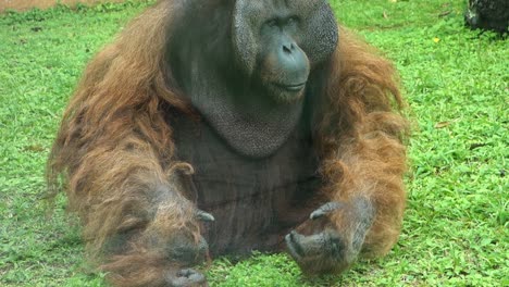 adult orangutan resting on the grass, close up view