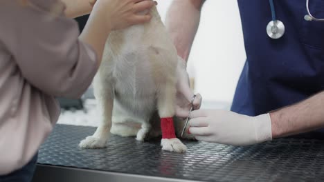 close up of male veterinarian bandaging the leg of dog.