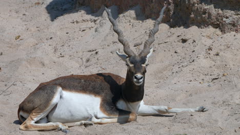 close up of male blackbuck with horns relaxing on sandy ground in sunlight, 4k - prores high quality shot