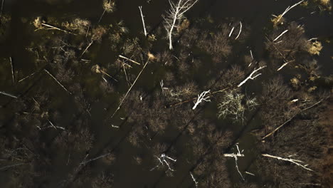 Aerial-shot-of-sunlit-trees-submerged-in-water-at-Point-Remove-Wildlife,-Blackwell,-Arkansas