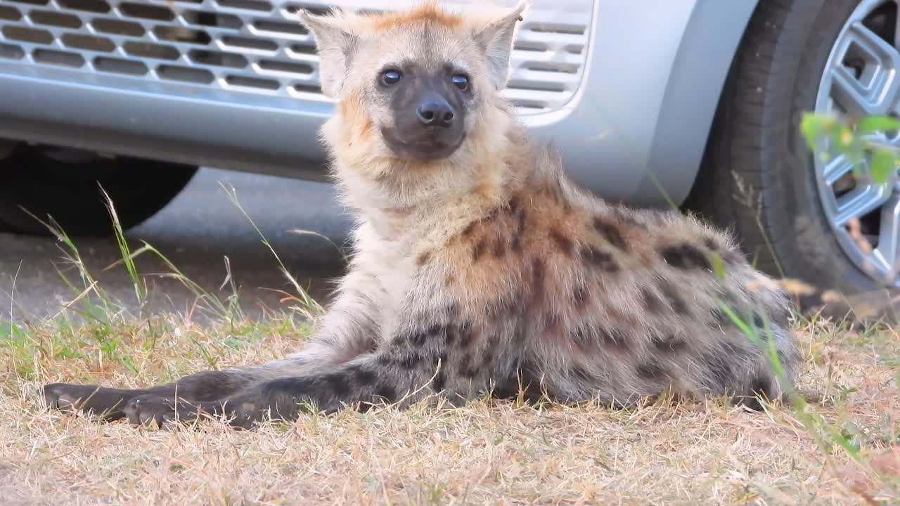 차 앞의 건조한 잔디에 누워있는 히에나의 근접, 호기심이 있는 주변을 바라보는, 정적, 야생 동물 영상