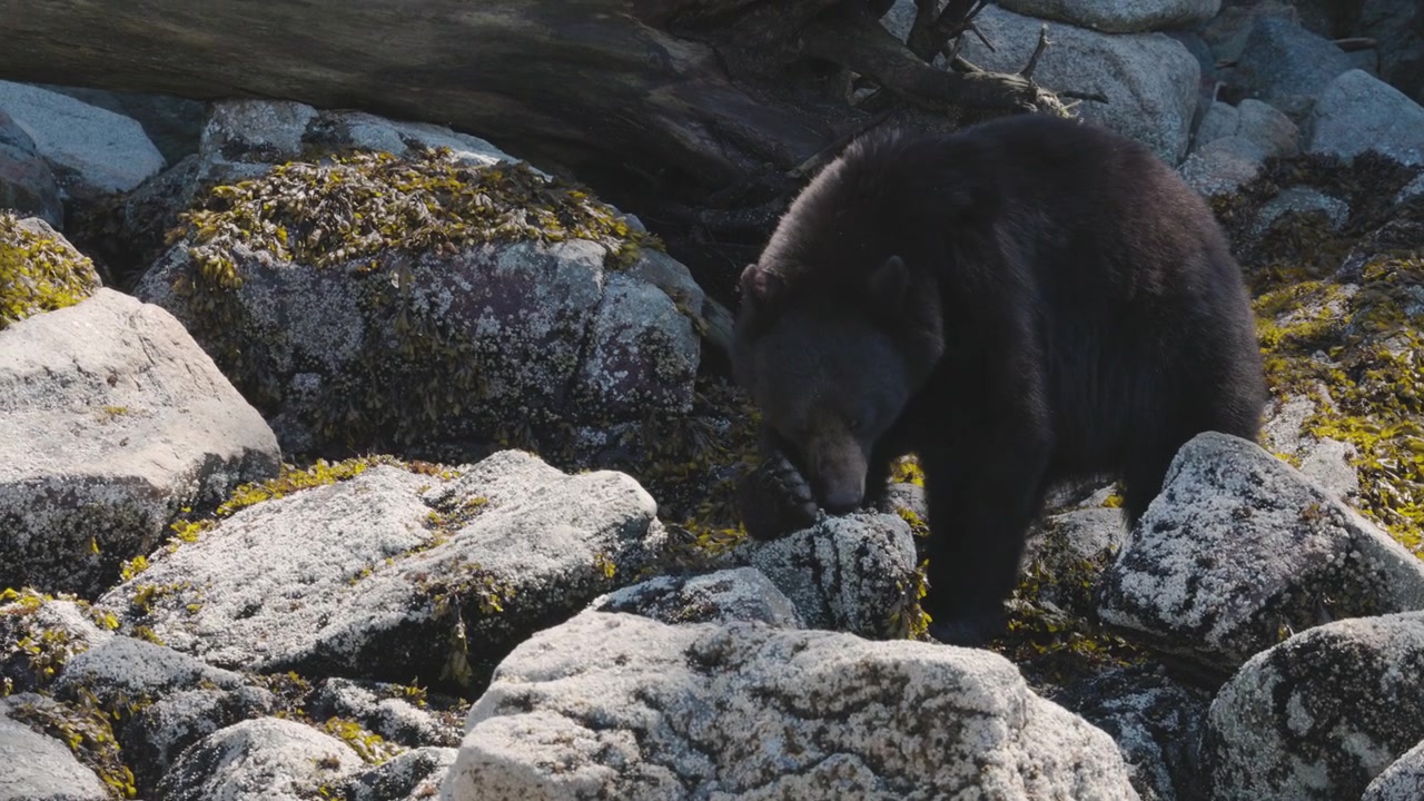Un grande orso nero cerca tra massi ricoperti di alghe vicino a legni spiaggiati in piena luce diurna lungo una riva remota.