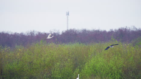 la gran garza occidental y la garza gris ofrecen volar por encima de los árboles jóvenes