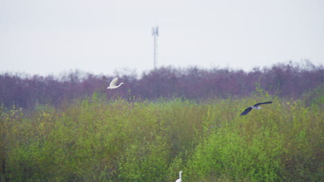 western great egret and grey heron bids flying above young trees