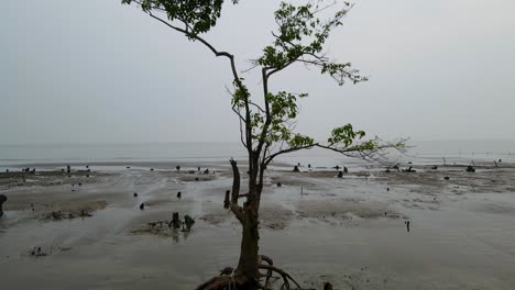 Aerial-view-of-a-mangrove-tree-thriving-at-beach-during-low-tide-in-Kuakata-near-the-Sundarban-forest-in-Bangladesh,-with-its-roots-showing-on-the-surface-of-the-sand