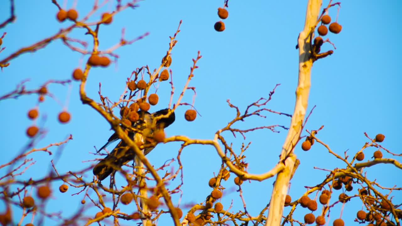회색 까마귀 그루밍 샷 슬로우 모션