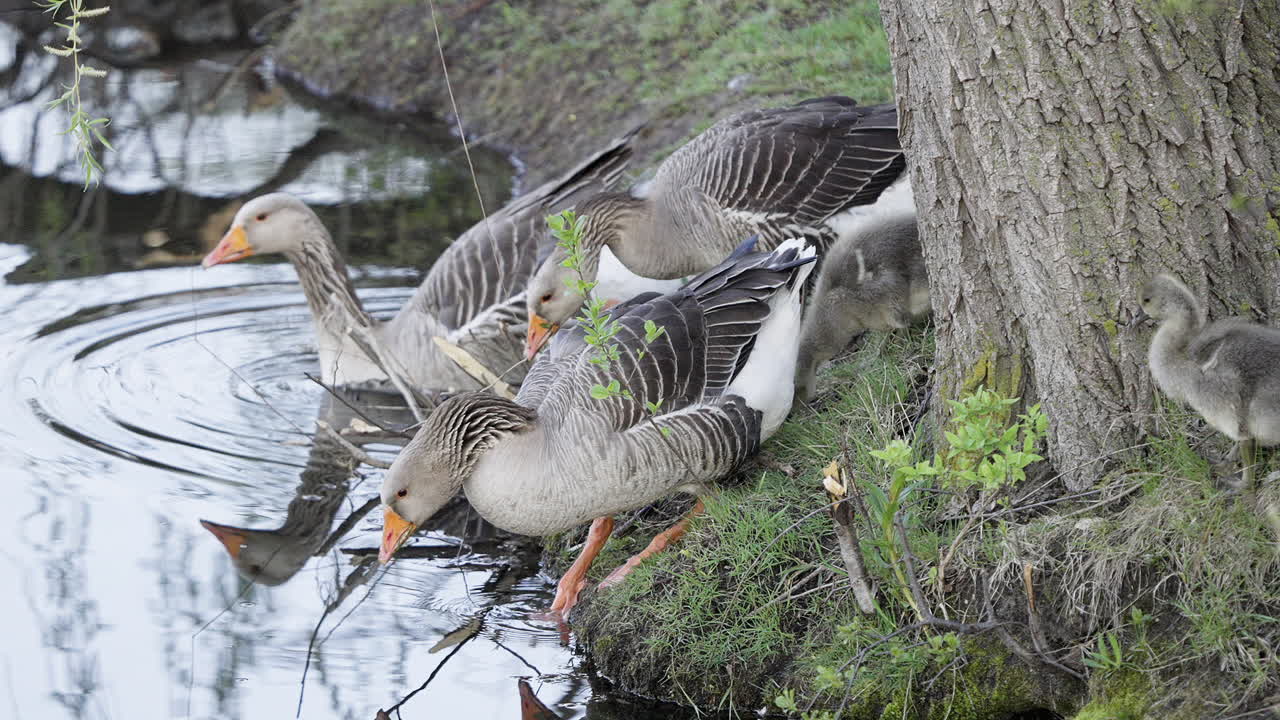 Baby geese with their parents, captured in slow motion by a springtime pond.