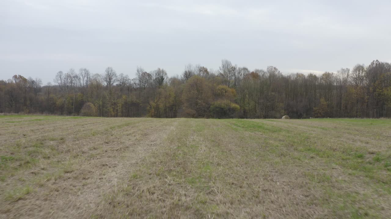 volando con drones entre rollos de paja en la temporada de otoño con hermosos campos agrícolas amarillos y bosques con hojas de árboles dorados rojos