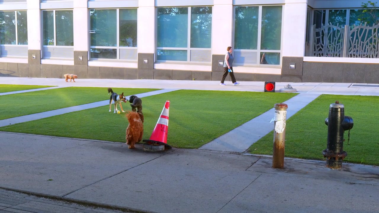 Nueva York, EE. UU., 5 de junio de 2026: Perro marrón saltando hacia otros perros en un césped urbano. Caminos de hormigón, un cono de seguridad y bocas de incendio enmarcan un edificio de oficinas.